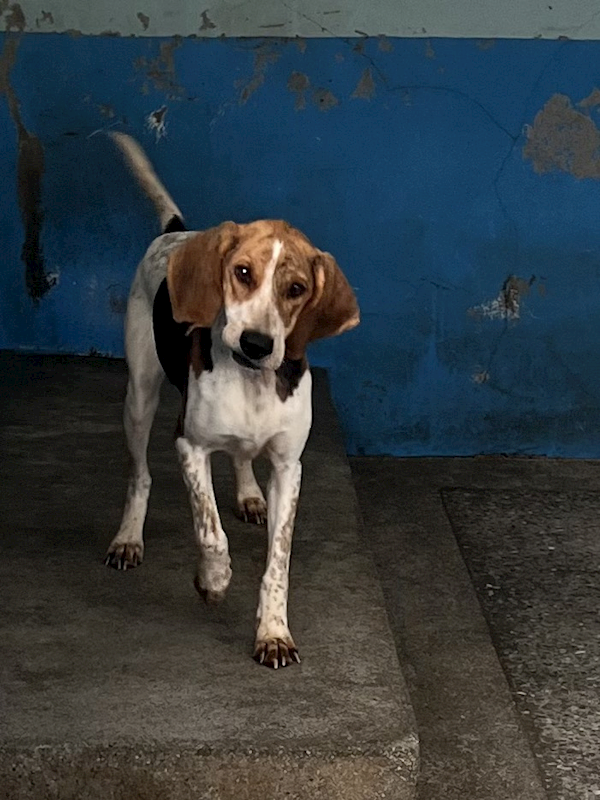 苗栗縣動物保護教育園區,編號:434629, 混種犬          