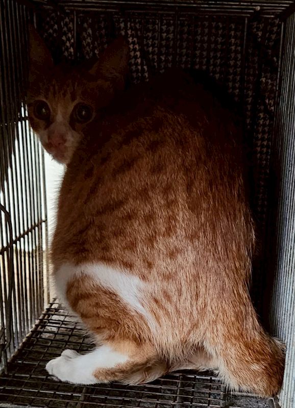 新北市三芝區公立動物之家,編號:434625, 混種貓                 