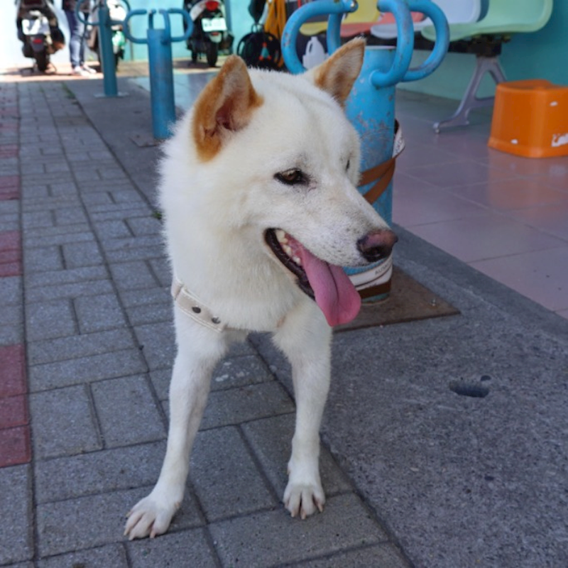 臺南市動物之家灣裡站,編號:434214, 柴犬                  