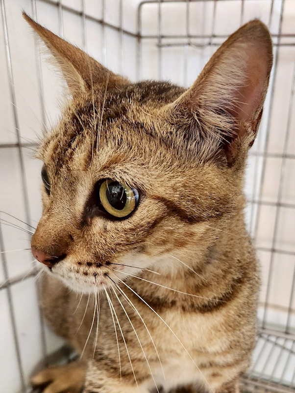 新北市三芝區公立動物之家,編號:434624, 混種貓                 