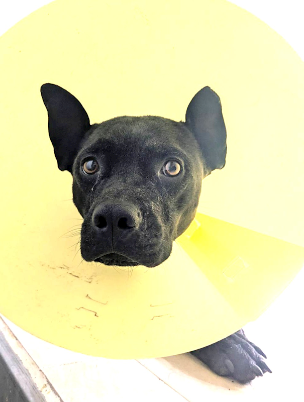 新竹縣動物保護教育園區,編號:432771, 混種犬          