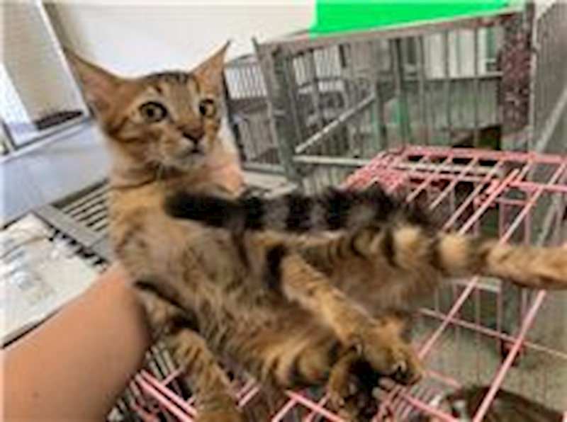 桃園市動物保護教育園區,編號:272045, 混種貓                 