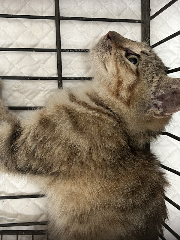 金門縣動物收容中心,編號:434731, 混種貓                 