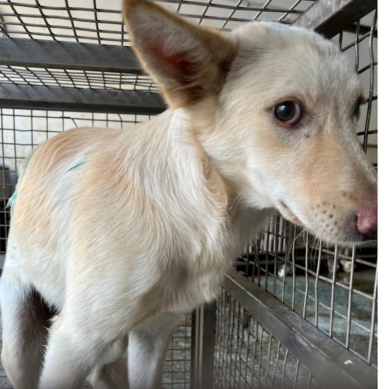 臺南市動物之家善化站,編號:434740, 混種犬          