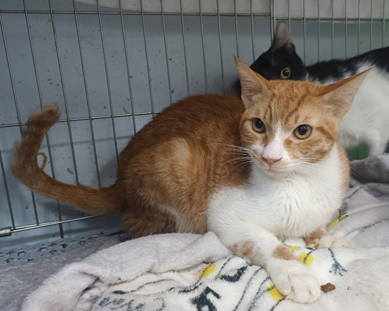 新北市板橋區公立動物之家,編號:434733, 混種貓                 