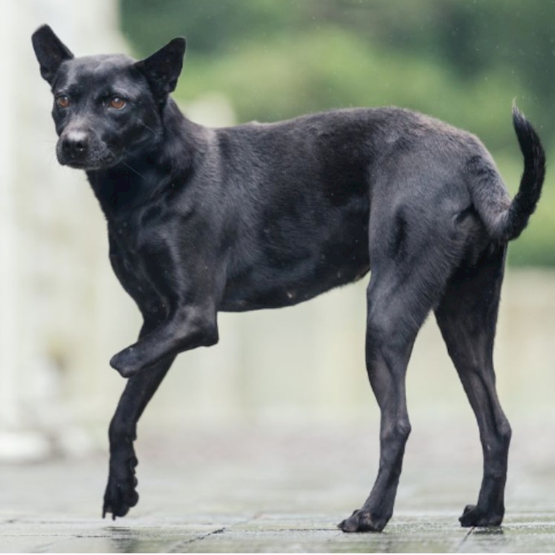 新北市瑞芳區公立動物之家,編號:434738, 混種犬          