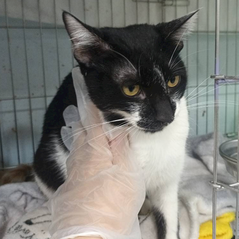 新北市板橋區公立動物之家,編號:434734, 混種貓                 