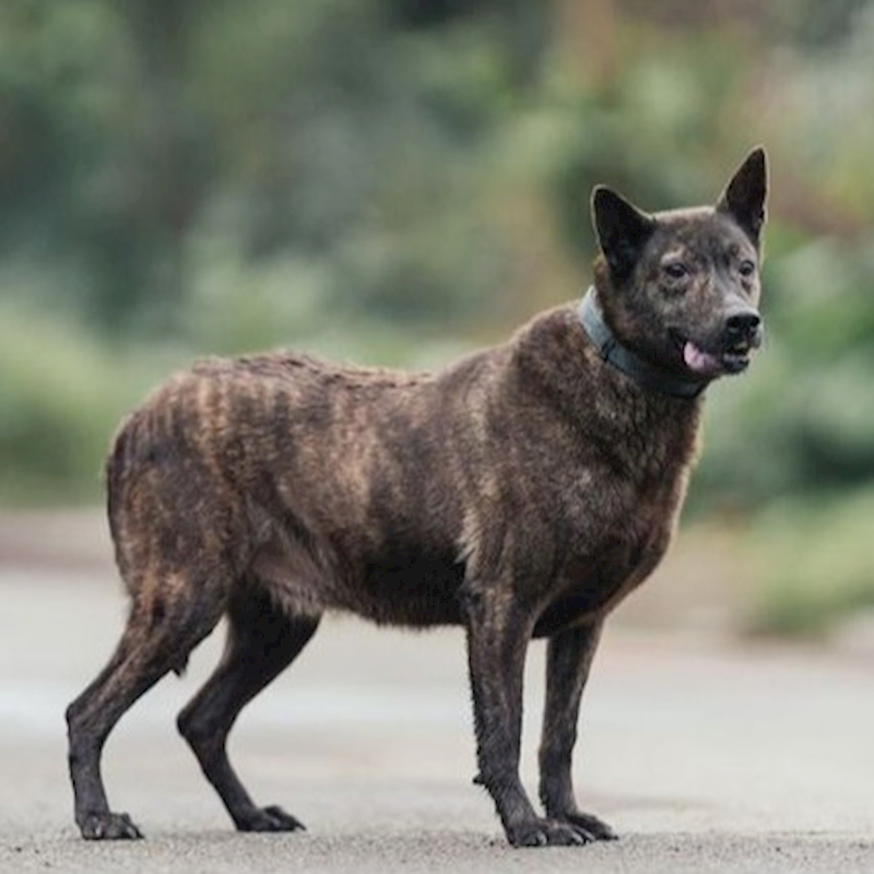 新北市中和區公立動物之家,編號:35658, 混種犬          