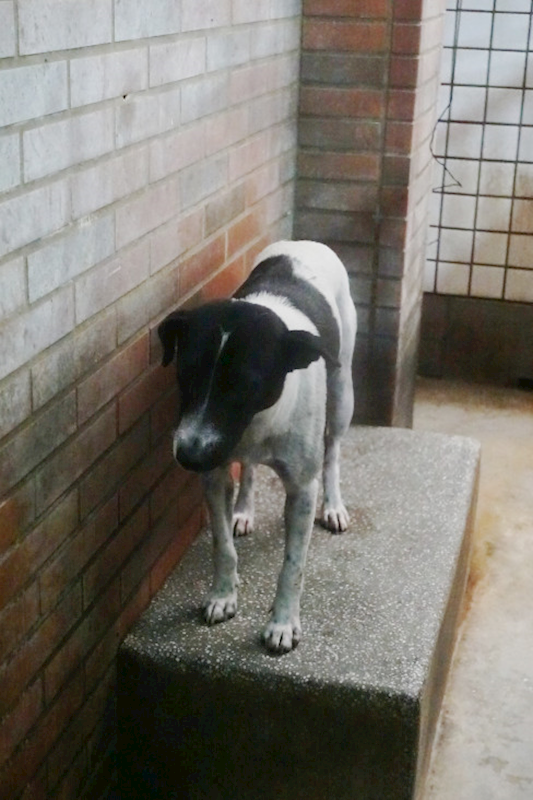 宜蘭縣流浪動物中途之家,編號:434711, 混種犬          