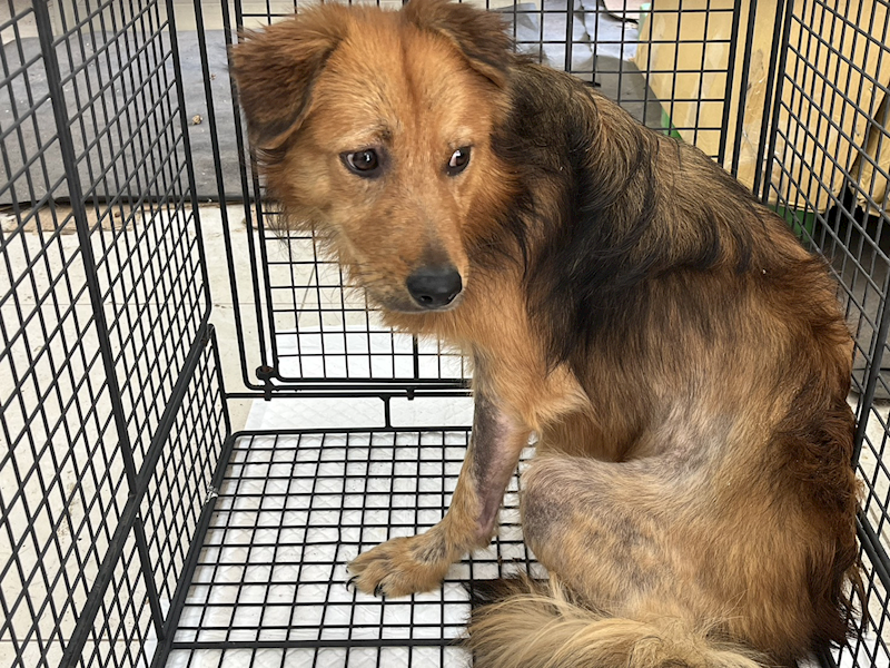 金門縣動物收容中心,編號:434634, 混種犬          