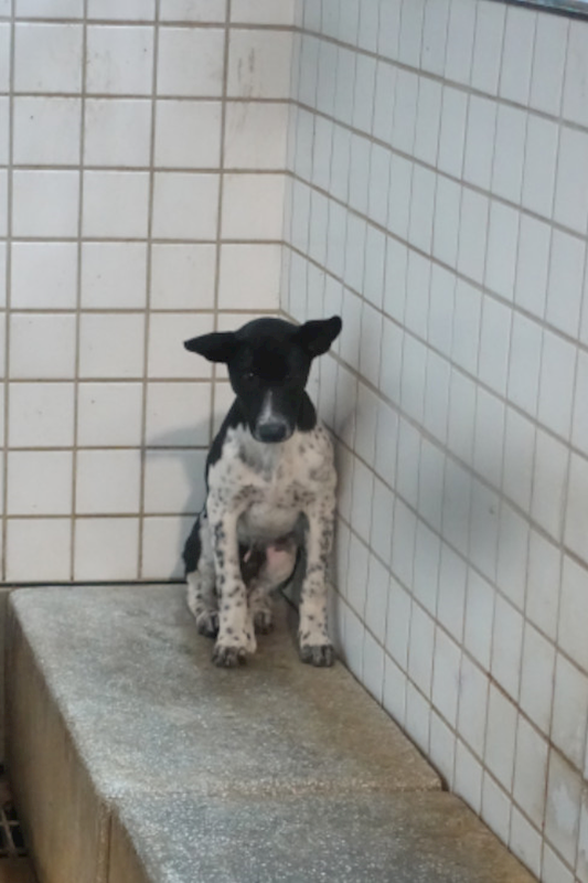 宜蘭縣流浪動物中途之家,編號:434611, 混種犬          