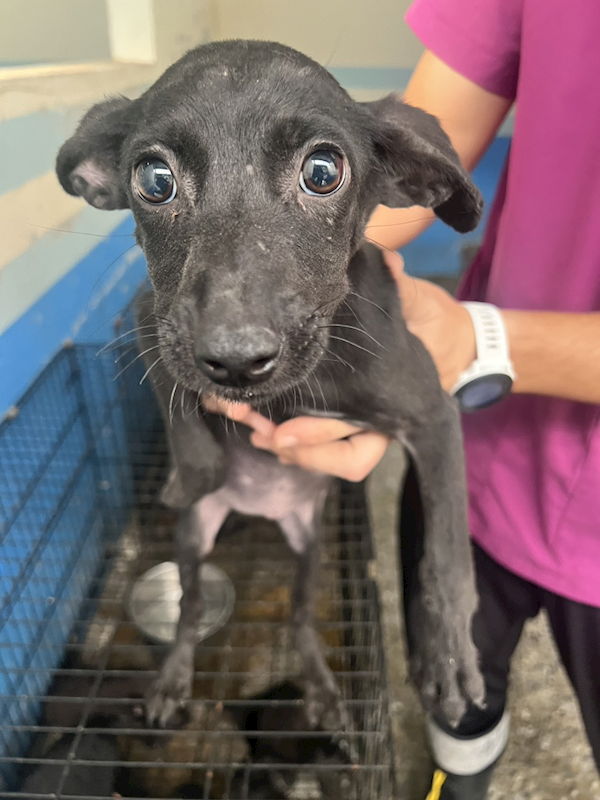 苗栗縣動物保護教育園區,編號:434700, 混種犬          