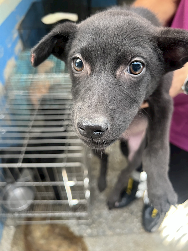 苗栗縣動物保護教育園區,編號:434683, 混種犬          