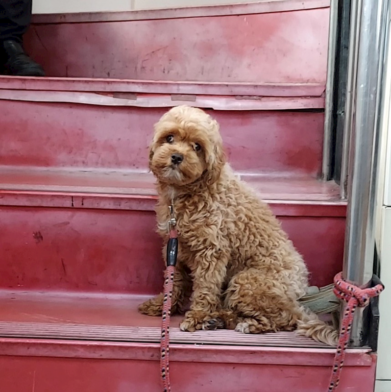 新北市新店區公立動物之家,編號:434639, 貴賓犬        