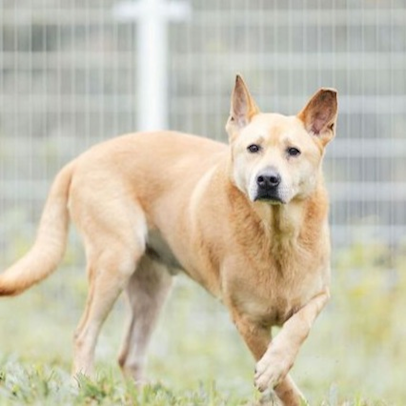 新北市瑞芳區公立動物之家,編號:220793, 混種犬          