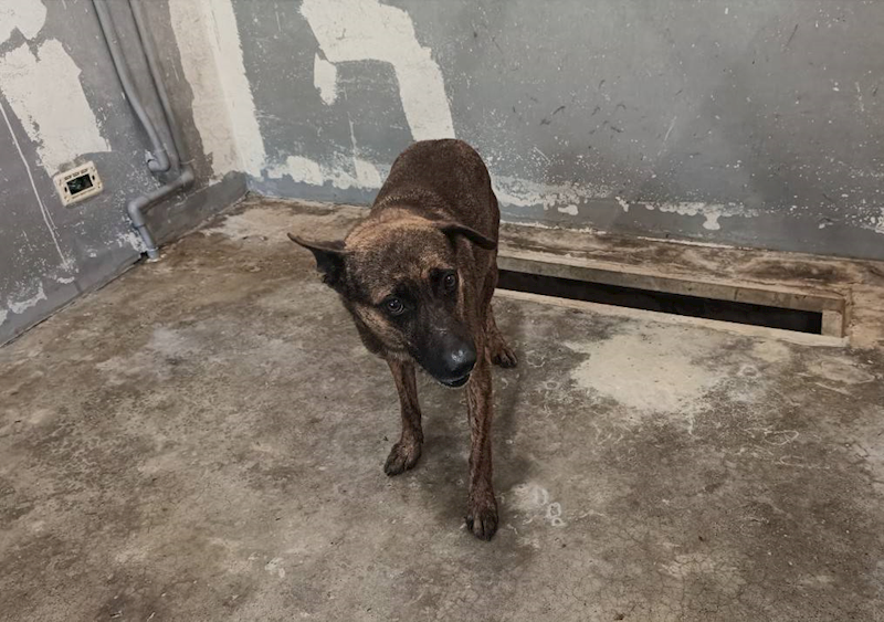 新竹市動物保護教育園區,編號:434675, 混種犬          