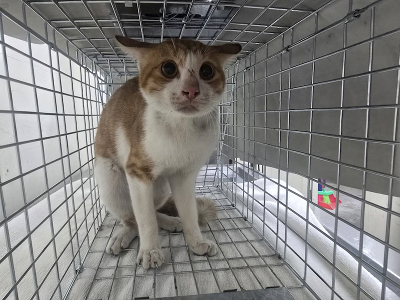 臺北市動物之家,編號:424999, 混種貓                 