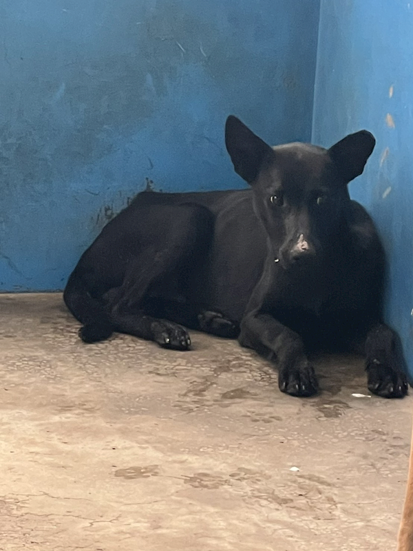 苗栗縣動物保護教育園區,編號:434645, 混種犬          