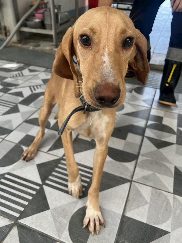 苗栗縣動物保護教育園區,編號:434640, 混種犬          