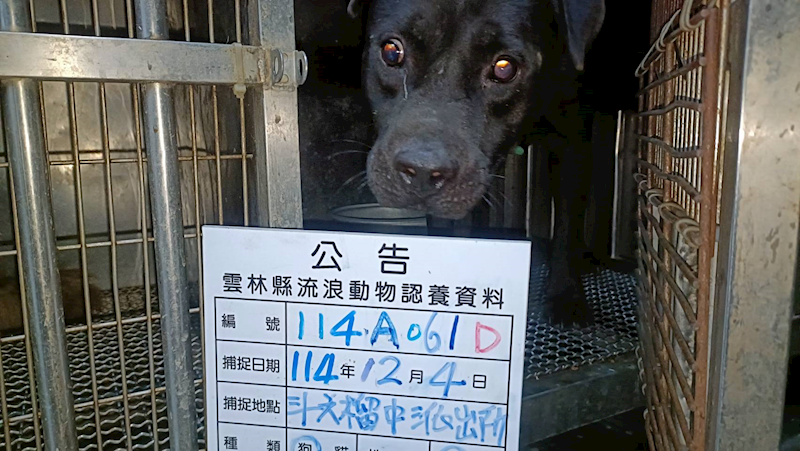 雲林縣流浪動物收容所,編號:434319, 比特犬