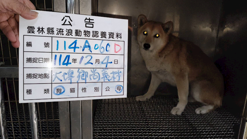雲林縣流浪動物收容所,編號:434318, 柴犬                  
