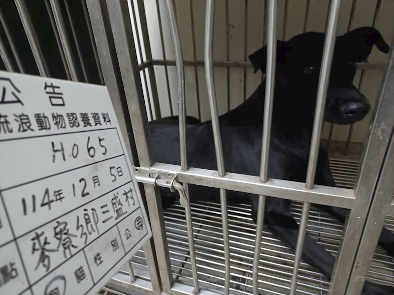 雲林縣流浪動物收容所,編號:434066, 混種犬          