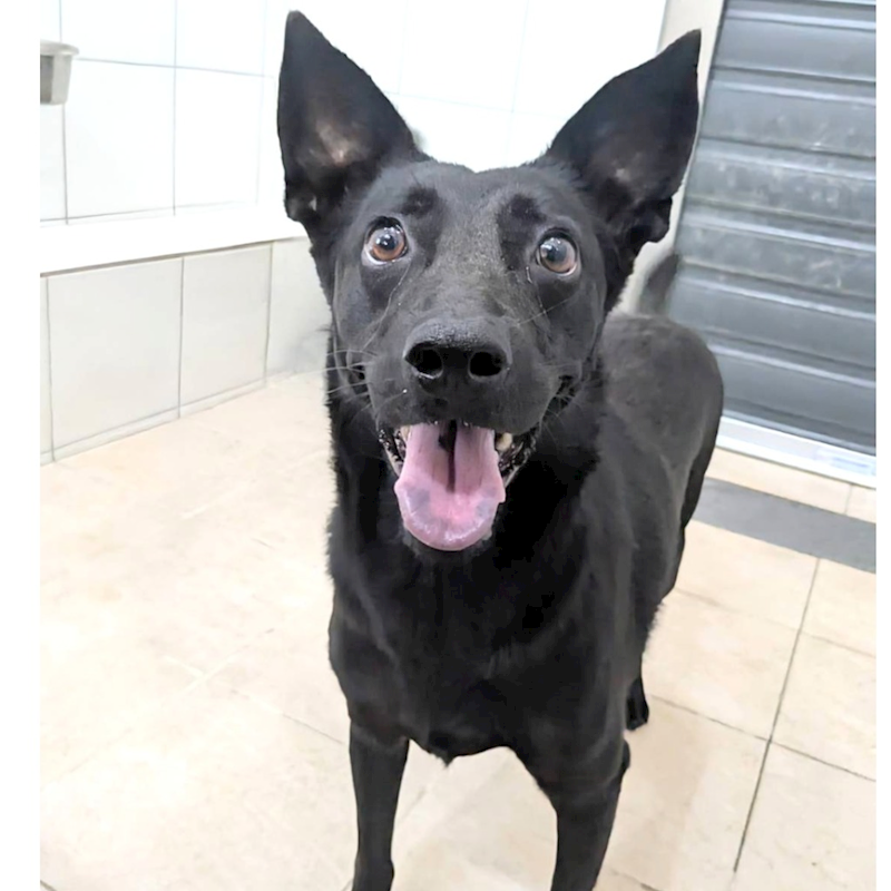 新竹縣動物保護教育園區,編號:419774, 混種犬          