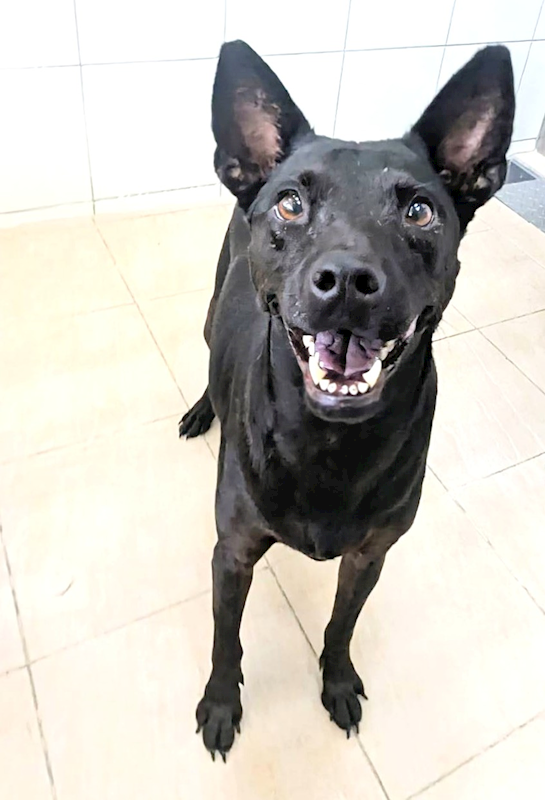 新竹縣動物保護教育園區,編號:419770, 混種犬          