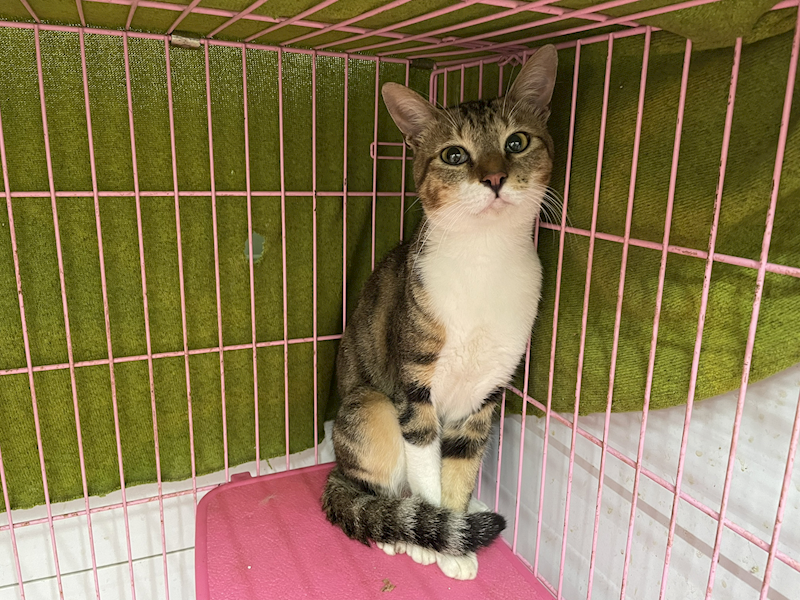 臺北市動物之家,編號:420324, 混種貓                 