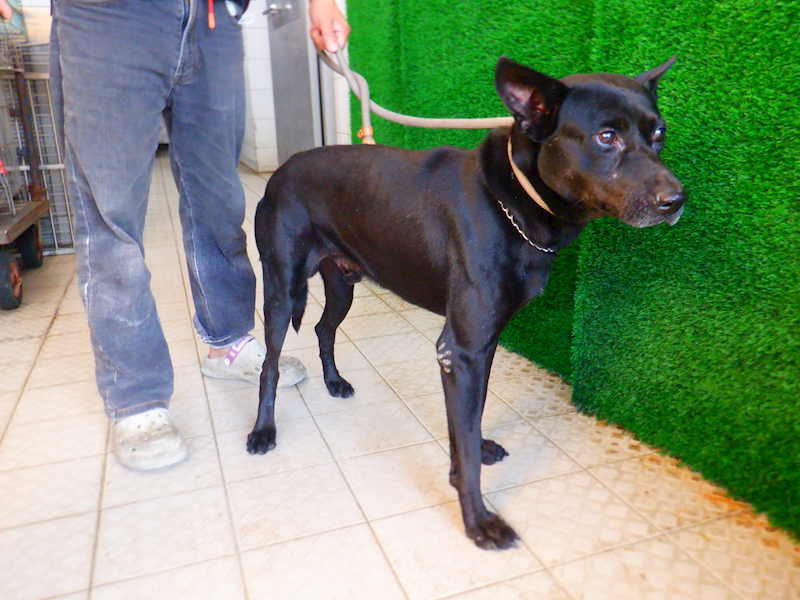 南投縣公立動物收容所,編號:434766, 混種犬          