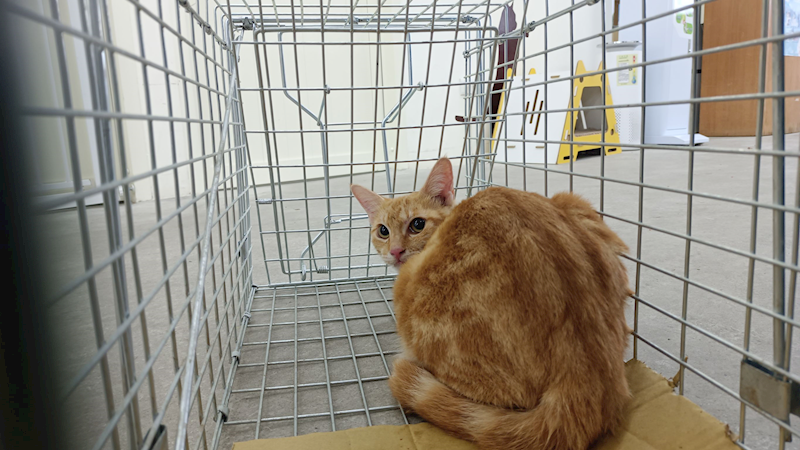 臺北市動物之家,編號:385647, 混種貓                 