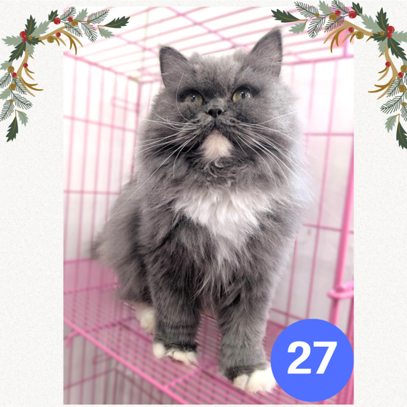 新竹縣動物保護教育園區,編號:432800, 英國長毛貓