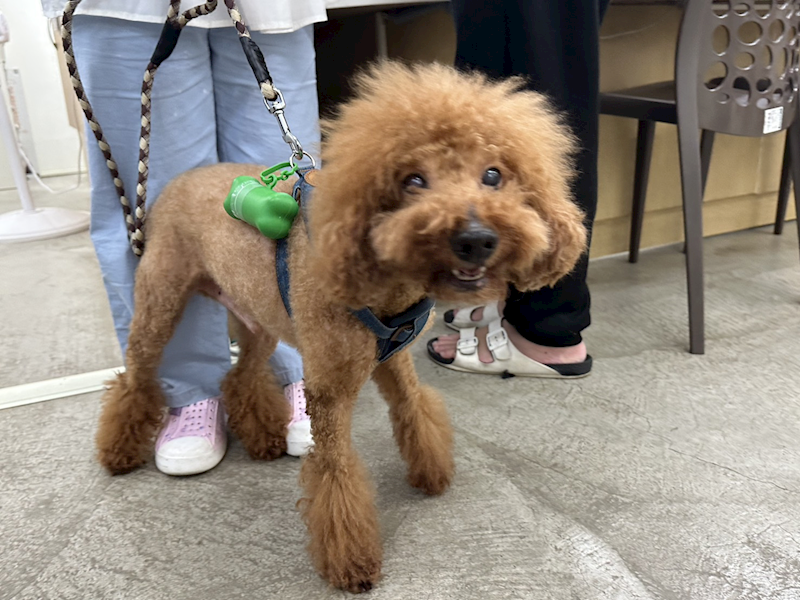 臺北市動物之家,編號:434809, 貴賓犬        