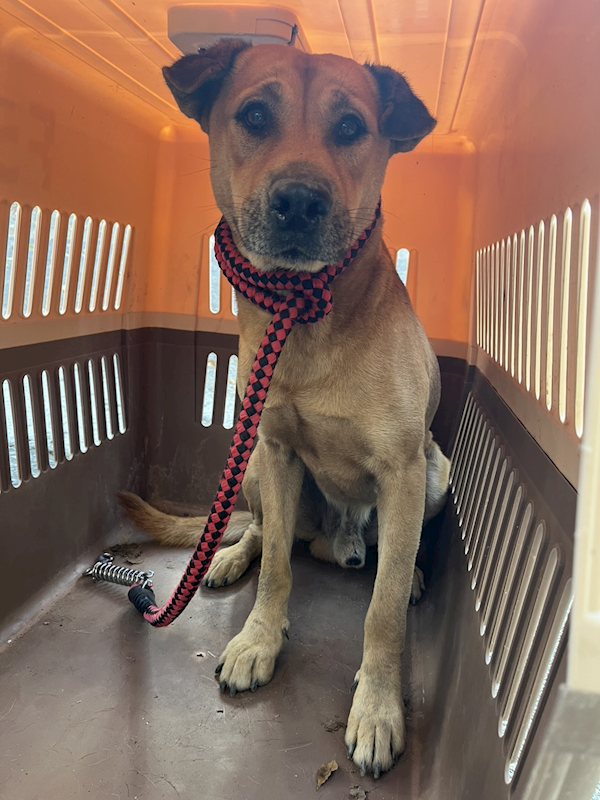 彰化縣流浪狗中途之家,編號:432804, 混種犬          