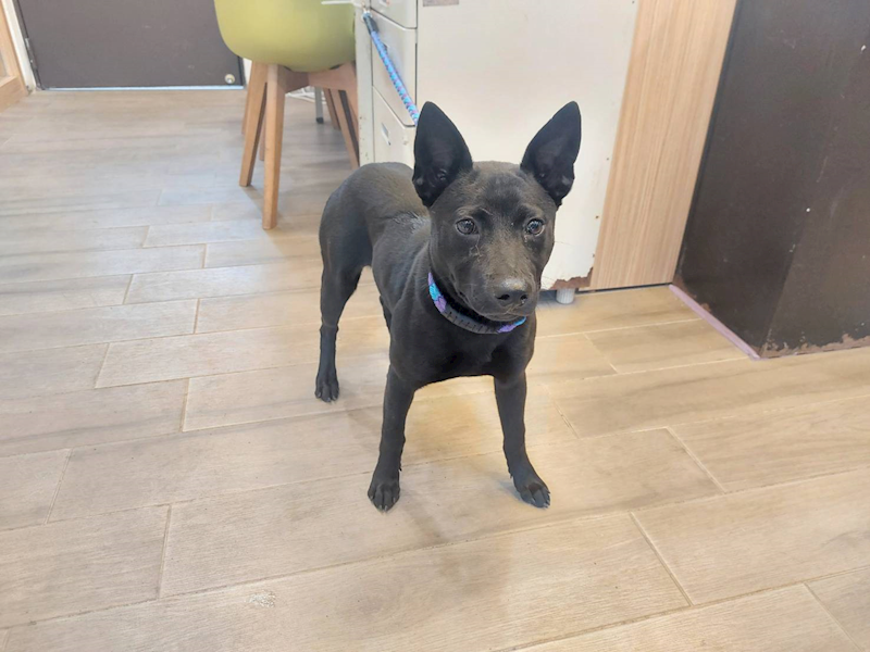 新北市中和區公立動物之家,編號:434810, 混種犬          
