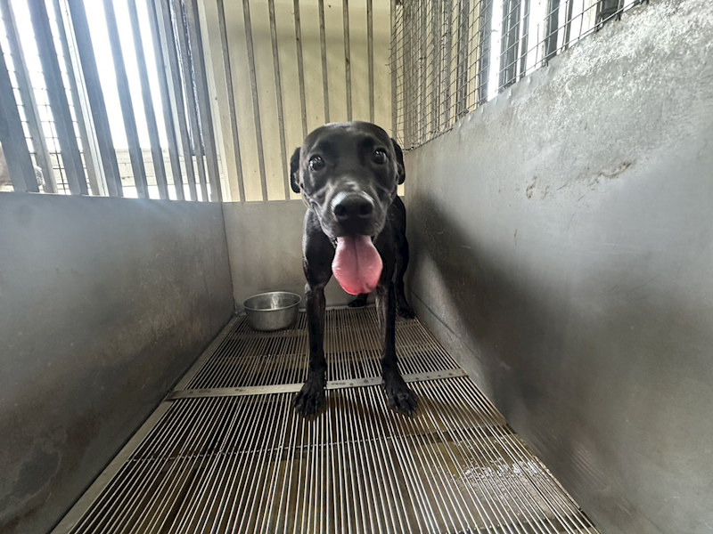 桃園市動物保護教育園區,編號:416969, 混種犬          