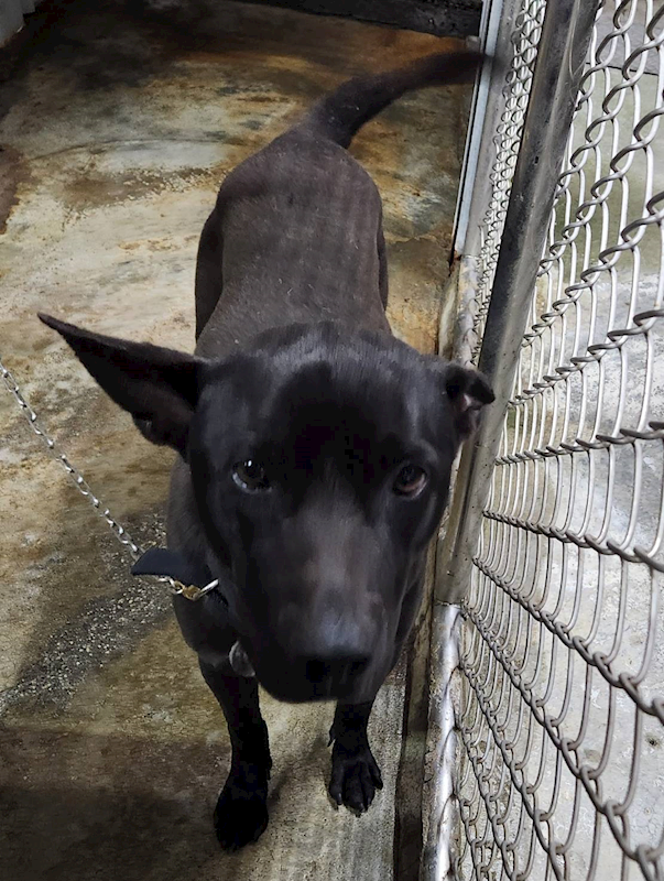 新北市三芝區公立動物之家,編號:387484, 混種犬          