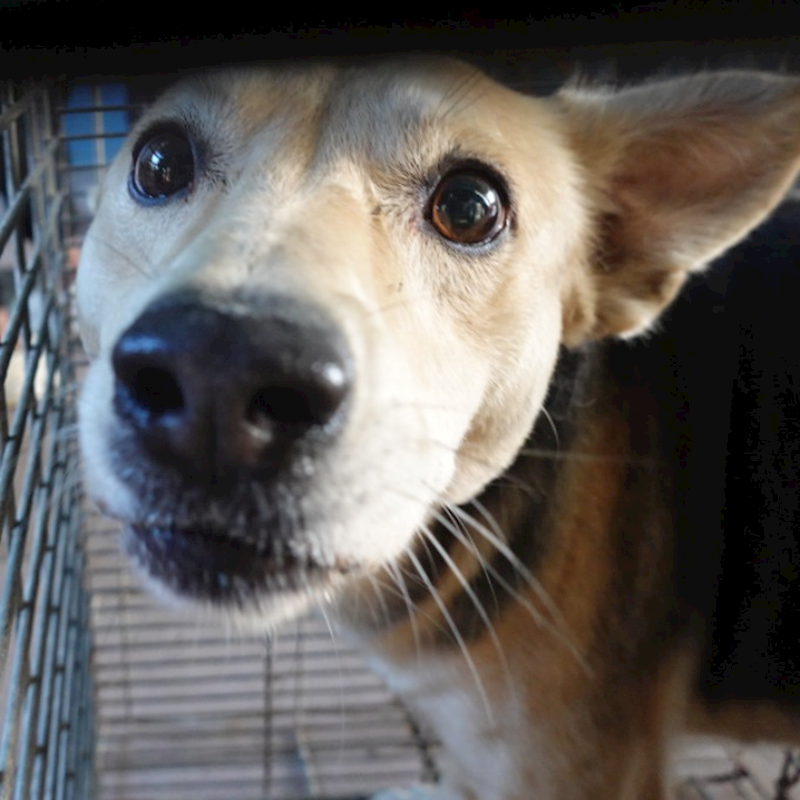 臺南市動物之家灣裡站,編號:433035, 混種犬          