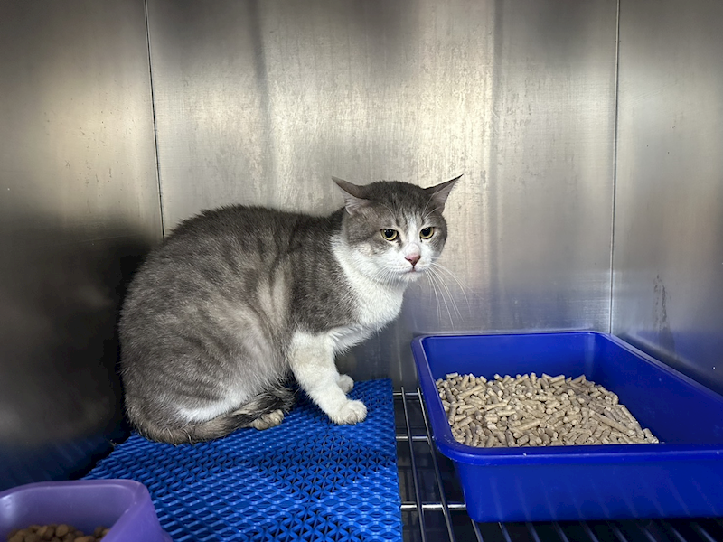 桃園市動物保護教育園區,編號:397748, 混種貓                 