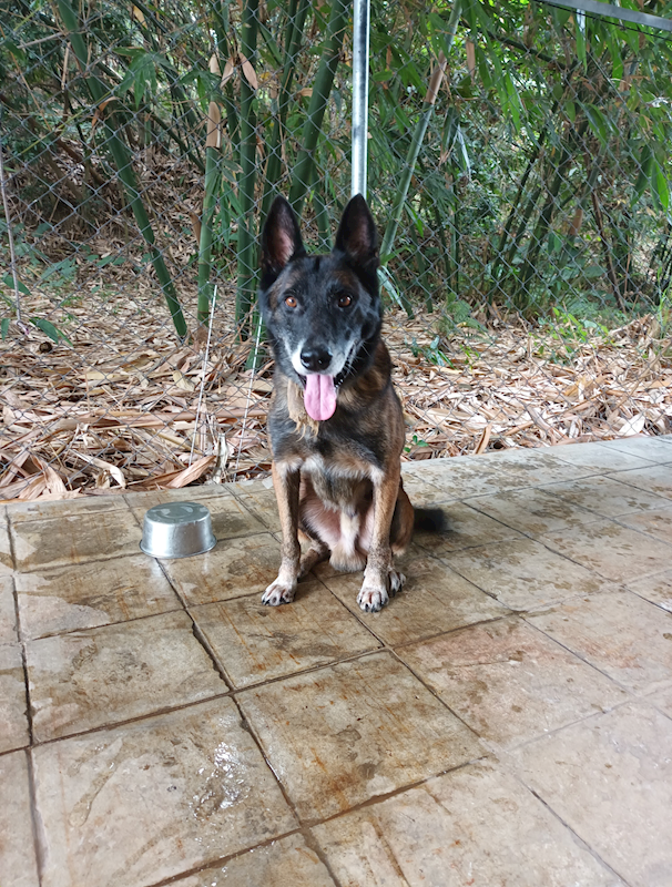 嘉義縣動物保護教育園區,編號:434830, 比利時狼犬