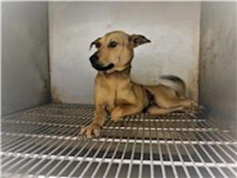 臺北市動物之家,編號:197413, 混種犬          