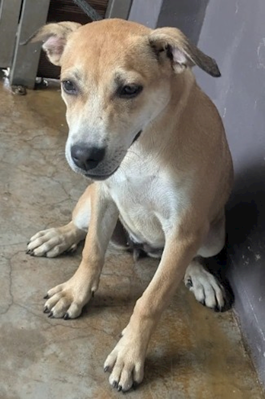 新北市五股區公立動物之家,編號:434067, 混種犬          