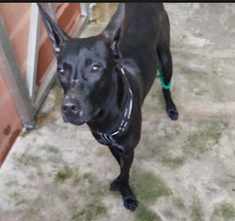 新北市五股區公立動物之家,編號:433839, 混種犬          