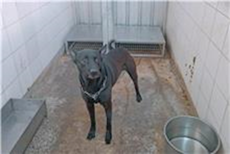 新北市板橋區公立動物之家,編號:245642, 混種犬          