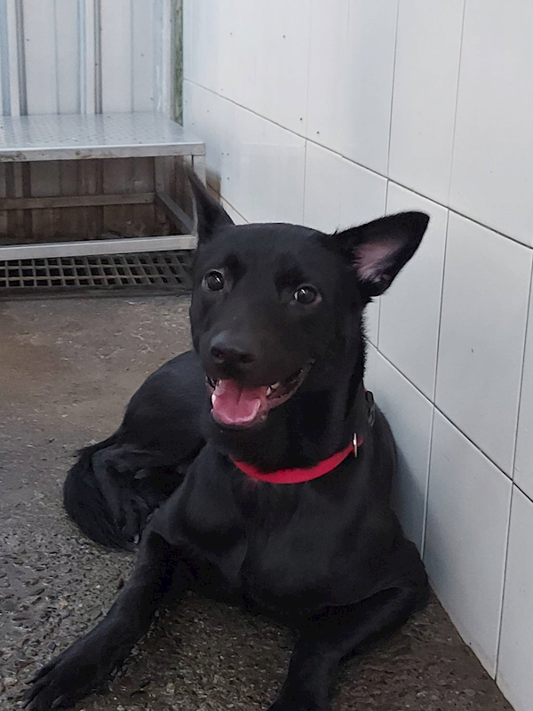 新北市板橋區公立動物之家,編號:335903, 混種犬          