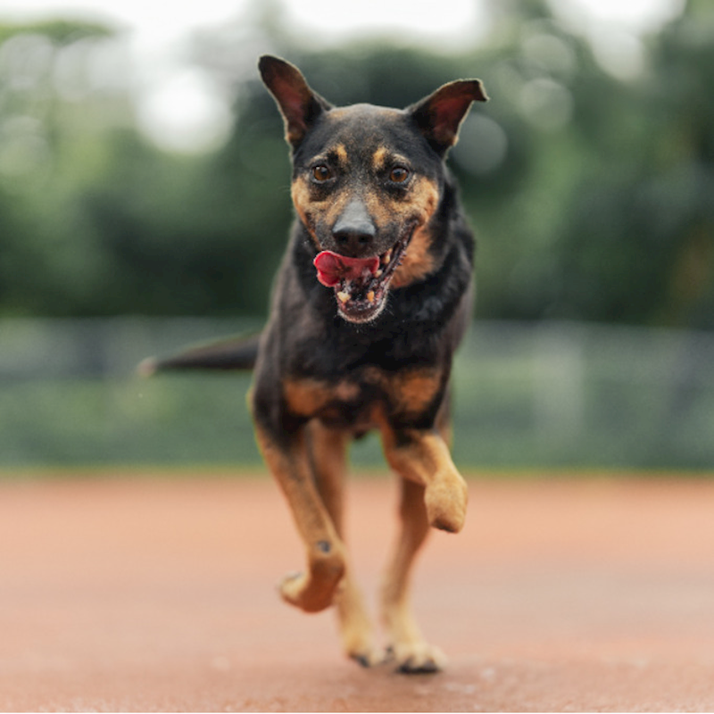 新北市板橋區公立動物之家,編號:405075, 混種犬          