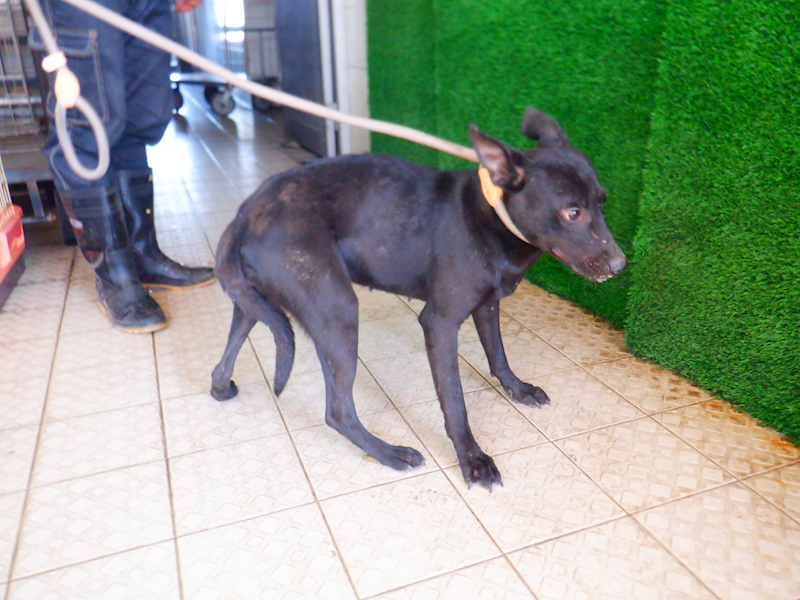 南投縣公立動物收容所,編號:433493, 混種犬          