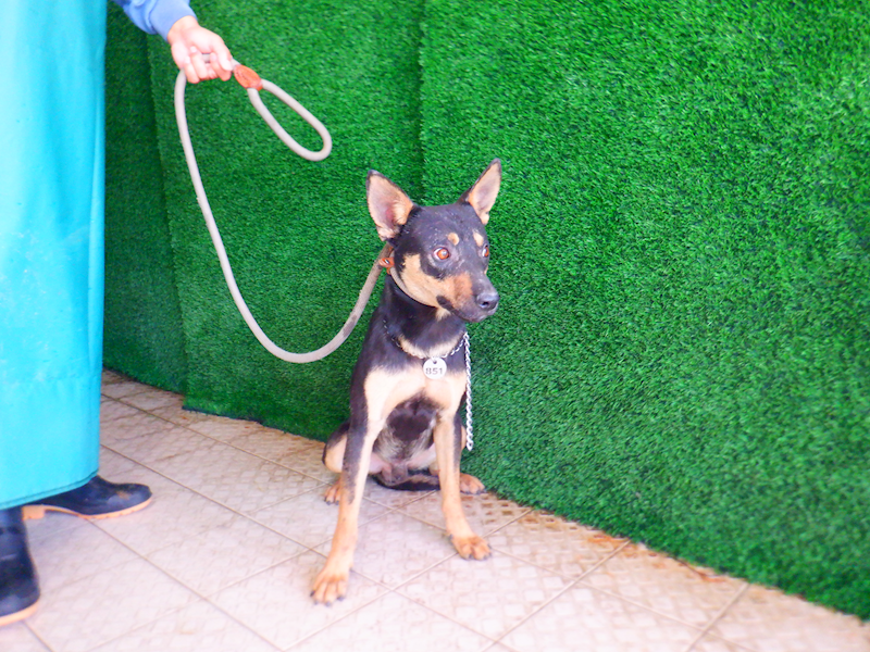 南投縣公立動物收容所,編號:433492, 混種犬          