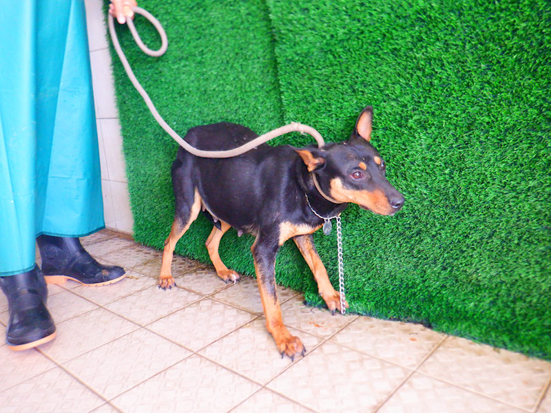 南投縣公立動物收容所,編號:433491, 混種犬          