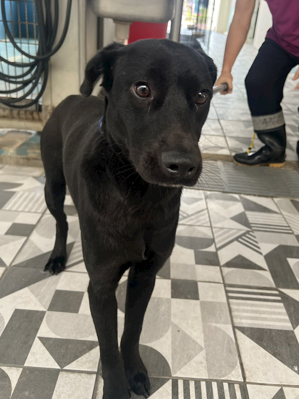 苗栗縣動物保護教育園區,編號:434873, 混種犬          